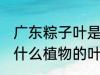 广东粽子叶是什么叶子 广东粽子叶是什么植物的叶子