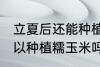 立夏后还能种植糯玉米吗 立夏后还可以种植糯玉米吗