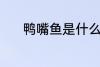 鸭嘴鱼是什么鱼 鸭嘴鱼的介绍