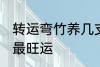 转运弯竹养几支最旺运 转运竹养几支最旺运