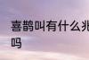 喜鹊叫有什么兆头 喜鹊叫有什么兆头吗
