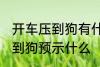 开车压到狗有什么兆头 开车不小心压到狗预示什么