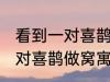 看到一对喜鹊做窝有什么兆头 看到一对喜鹊做窝寓意