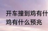 开车撞到鸡有什么兆头 男人开车撞到鸡有什么预兆