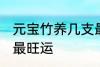 元宝竹养几支最旺运 元宝竹养多少支最旺运
