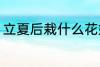 立夏后栽什么花好 立夏后栽哪些花好