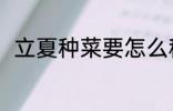 立夏种菜要怎么种 立夏要怎么种菜