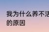 我为什么养不活杜鹃花 养不活杜鹃花的原因
