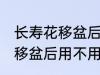 长寿花移盆后需要立刻浇水吗 长寿花移盆后用不用马上浇水