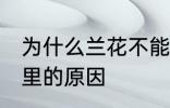 为什么兰花不能养家里 兰花不能养家里的原因