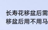 长寿花移盆后需要立刻浇水吗 长寿花移盆后用不用马上浇水