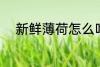 新鲜薄荷怎么吃 新鲜薄荷的吃法