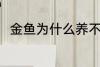 金鱼为什么养不活 金鱼为何养不活