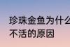 珍珠金鱼为什么总养不活 珍珠金鱼养不活的原因