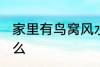 家里有鸟窝风水 家里有鸟窝代表了什么