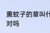 熏蚊子的草叫什么 驱蚊草也叫避蚊草对吗
