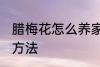 腊梅花怎么养家庭养法 腊梅花的养殖方法