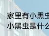 家里有小黑虫是什么 家里飞来飞去的小黑虫是什么虫