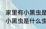 家里有小黑虫是什么 家里飞来飞去的小黑虫是什么虫