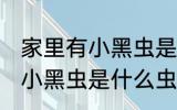 家里有小黑虫是什么 家里飞来飞去的小黑虫是什么虫
