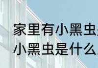 家里有小黑虫是什么 家里飞来飞去的小黑虫是什么虫