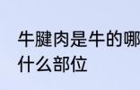 牛腱肉是牛的哪个部位 牛腱肉是牛的什么部位