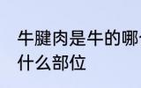 牛腱肉是牛的哪个部位 牛腱肉是牛的什么部位