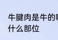 牛腱肉是牛的哪个部位 牛腱肉是牛的什么部位
