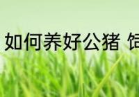 如何养好公猪 饲养公猪需要注意什么