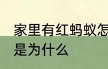 家里有红蚂蚁怎么回事 家里有红蚂蚁是为什么