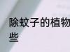 除蚊子的植物 去蚊子的植物花草有哪些