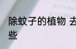 除蚊子的植物 去蚊子的植物花草有哪些