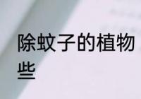 除蚊子的植物 去蚊子的植物花草有哪些