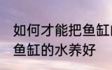 如何才能把鱼缸的水养好 怎样才能把鱼缸的水养好