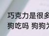 巧克力是很多人眼里的美食能喂给狗狗吃吗 狗狗为什么不能吃巧克力