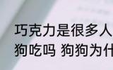 巧克力是很多人眼里的美食能喂给狗狗吃吗 狗狗为什么不能吃巧克力