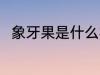 象牙果是什么材质 象牙果简单介绍