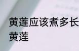 黄莲应该煮多长时间 应该煮多长时间黄莲