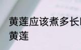 黄莲应该煮多长时间 应该煮多长时间黄莲