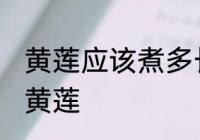 黄莲应该煮多长时间 应该煮多长时间黄莲