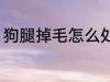 狗腿掉毛怎么处理 狗腿掉毛如何处理