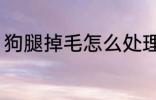 狗腿掉毛怎么处理 狗腿掉毛如何处理
