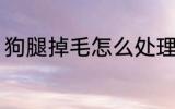 狗腿掉毛怎么处理 狗腿掉毛如何处理