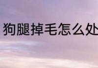 狗腿掉毛怎么处理 狗腿掉毛如何处理