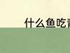 什么鱼吃青苔 哪些鱼吃青苔