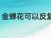 金蝉花可以反复熬煮吗 金蝉花如何喝