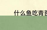 什么鱼吃青苔 哪些鱼吃青苔