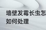 墙壁发霉长虫怎么处理 墙壁发霉长虫如何处理
