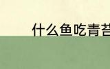 什么鱼吃青苔 哪些鱼吃青苔