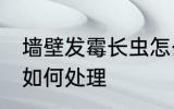 墙壁发霉长虫怎么处理 墙壁发霉长虫如何处理